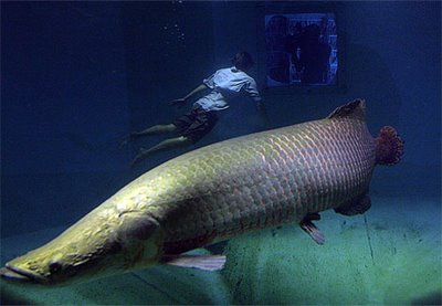 ปลา ตัว ใหญ่ที่สุด ในทวีปอเมริกา