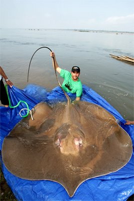 ปลากระเบนราหู ปลาตัวแบน ใหญ่ที่สุดในโลก