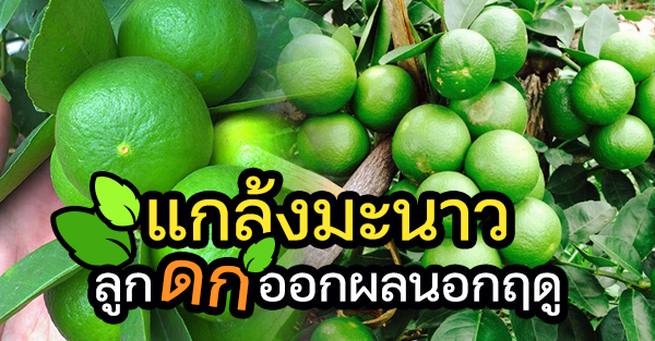 เคล็ดลับจากชาวสวน ให้มะนาวลูกดก ออกผลนอกฤดู